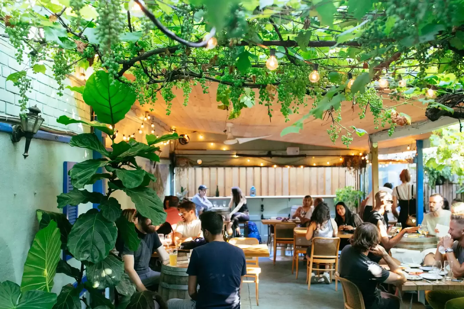 Paradise Grapevine Toronto